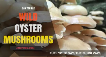 Can You Safely Eat Wild Oyster Mushrooms? A Forager's Guide