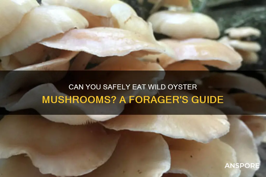 can you eat wild oyster mushrooms