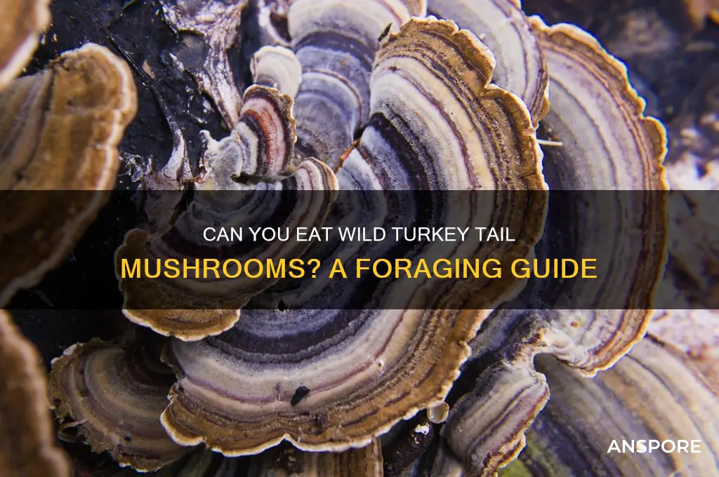 can you eat wild turkey tail mushrooms