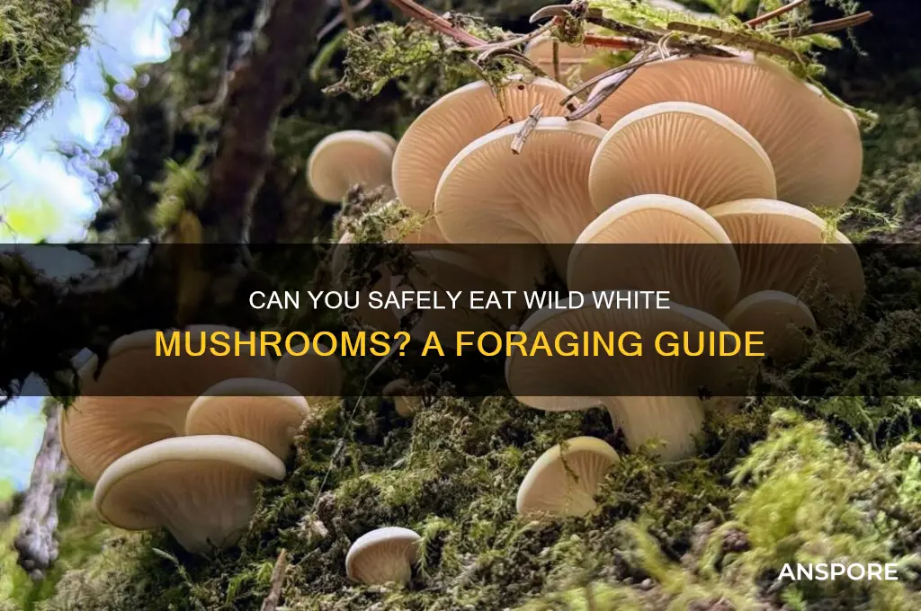 can you eat wild white mushrooms