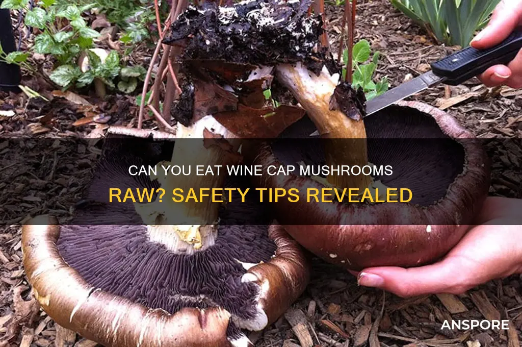 can you eat wine cap mushrooms raw