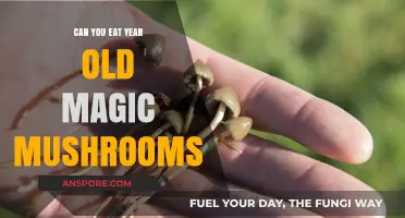 Are Year-Old Magic Mushrooms Safe to Consume? Find Out