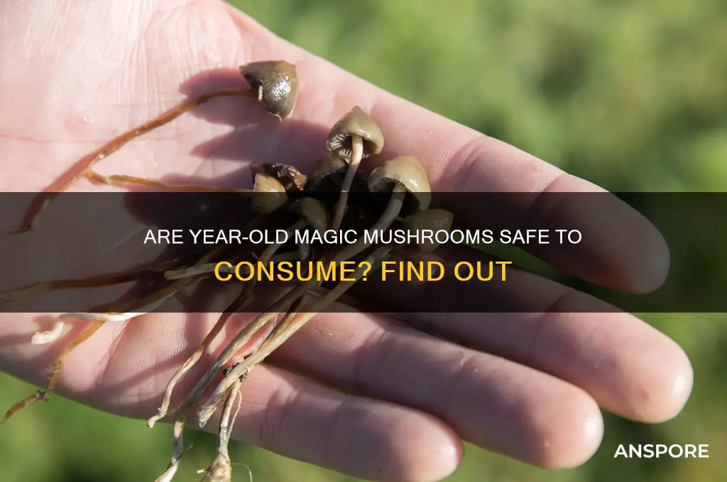 can you eat year old magic mushrooms