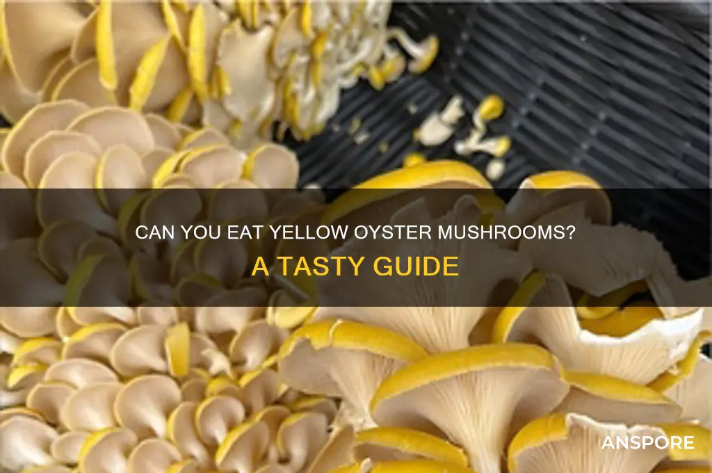 can you eat yellow oyster mushrooms