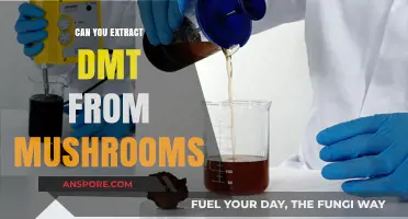 Exploring the Myth: Can DMT Be Extracted from Mushrooms?