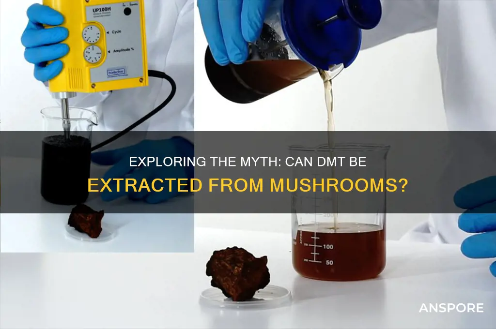 can you extract dmt from mushrooms