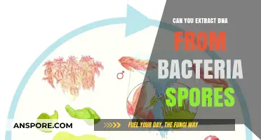 Extracting DNA from Bacterial Spores: Techniques, Challenges, and Applications