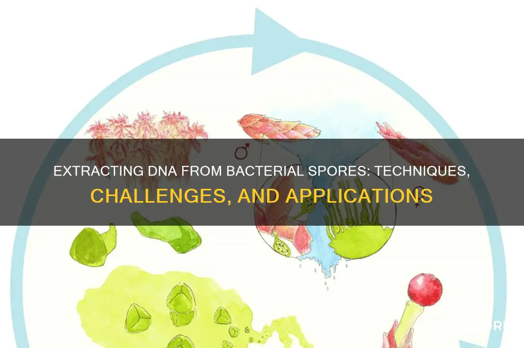 can you extract dna from bacteria spores