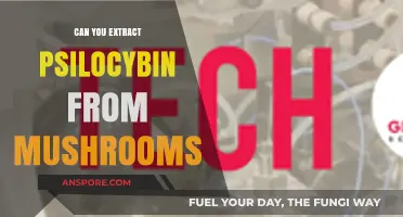 Extracting Psilocybin from Mushrooms: Methods, Risks, and Legal Considerations