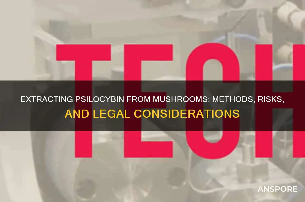 can you extract psilocybin from mushrooms