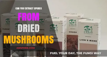Extracting Spores from Dried Mushrooms: A Comprehensive Guide and Tips