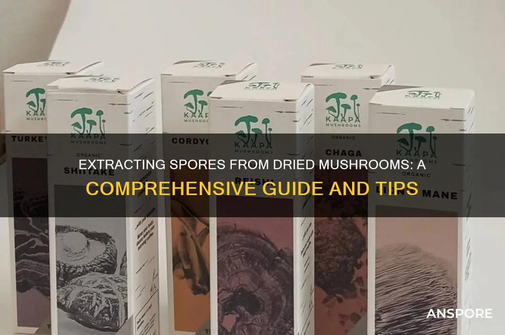 can you extract spores from dried mushrooms