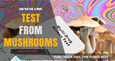 Can Mushrooms Cause a Failed Drug Test? What You Need to Know
