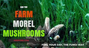 Farming Morel Mushrooms: Techniques, Challenges, and Harvesting Tips