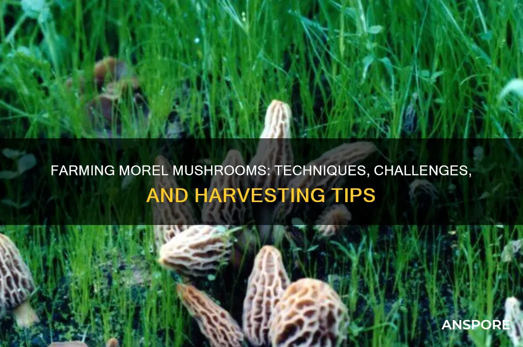 can you farm morel mushrooms