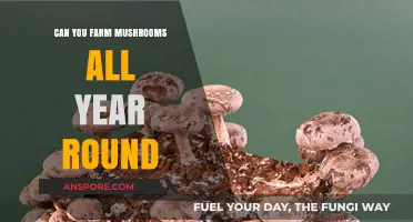 Year-Round Mushroom Farming: Tips for Continuous Harvests and Success