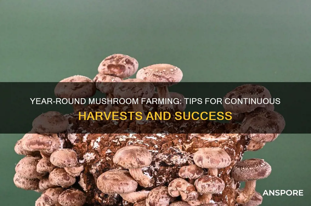 can you farm mushrooms all year round