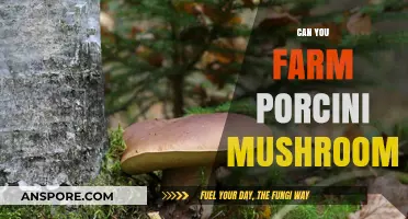 Farming Porcini Mushrooms: A Guide to Growing This Delicacy at Home