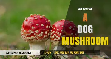 Can Dogs Eat Mushrooms? Safety Tips and Risks Explained
