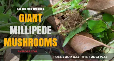 Feeding American Giant Millipedes Mushrooms: Safe or Risky Practice?