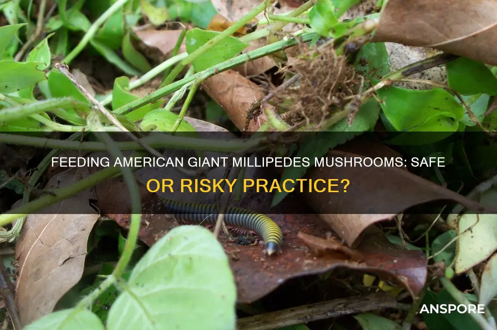 can you feed american giant millipede mushrooms