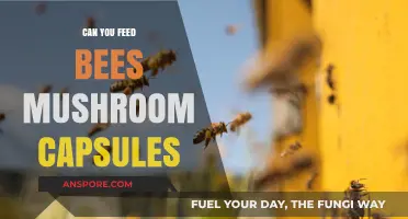 Mushroom Capsules for Bees: A Safe and Beneficial Feeding Option?