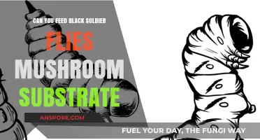 Feeding Black Soldier Flies Mushroom Substrate: Benefits, Risks, and Best Practices