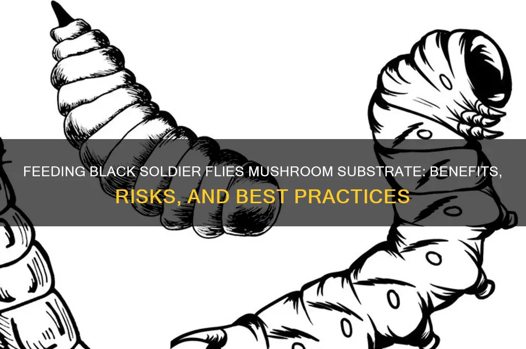 can you feed black soldier flies mushroom substrate