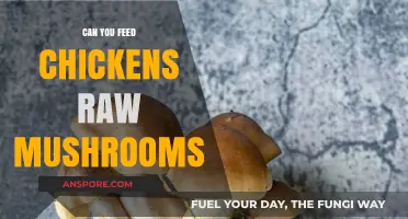Can Chickens Eat Raw Mushrooms? Risks and Safe Feeding Tips
