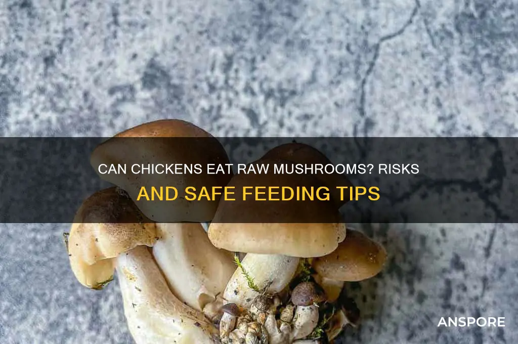 can you feed chickens raw mushrooms