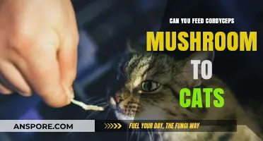 Can Cats Safely Eat Cordyceps Mushrooms? A Pet Owner's Guide