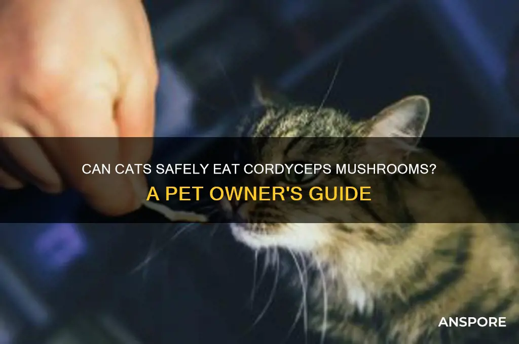 can you feed cordyceps mushrooms to cats