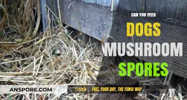 Can Dogs Safely Eat Mushroom Spores? Risks and Facts Revealed