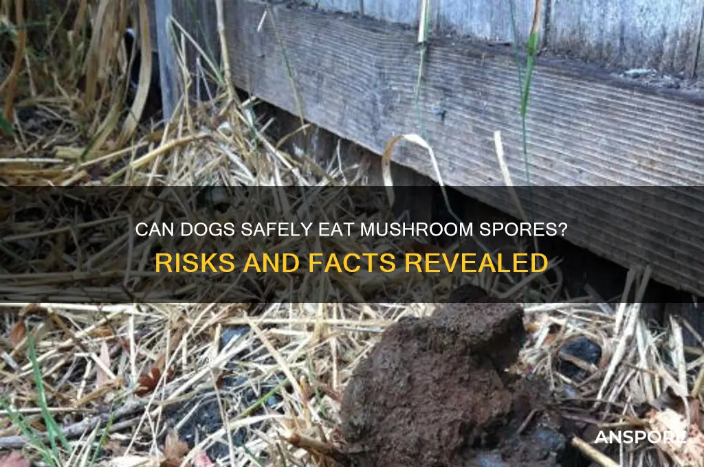 can you feed dogs mushroom spores