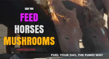 Can Horses Eat Mushrooms? Safety and Risks Explained