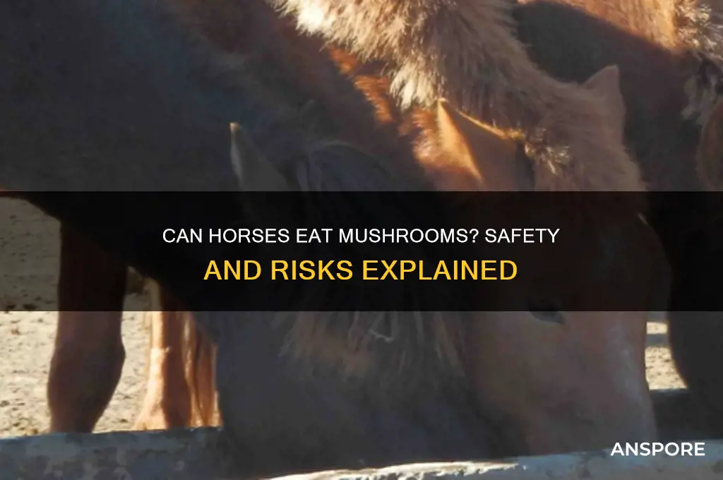 can you feed horses mushrooms