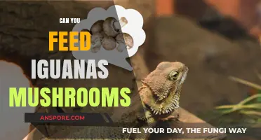 Can Iguanas Eat Mushrooms? A Safe Feeding Guide for Owners