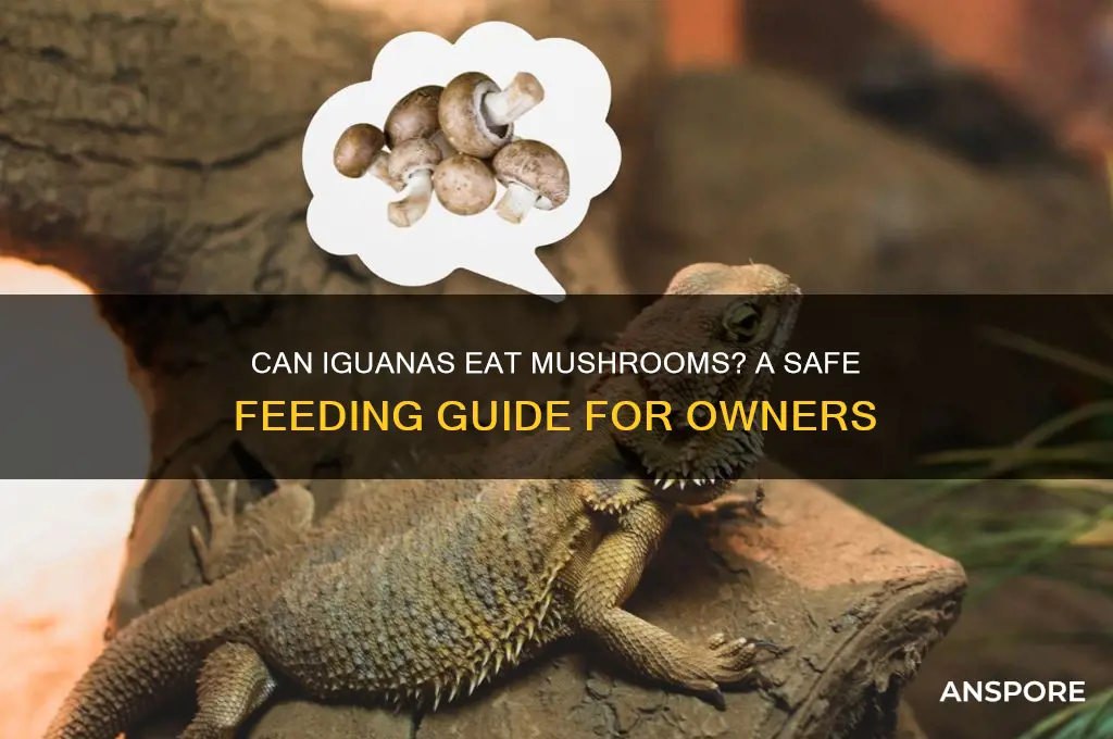 can you feed iguanas mushrooms