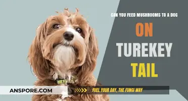 Turkey Tail Mushrooms for Dogs: Safe or Risky Feeding Guide