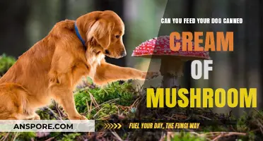 Is Canned Cream of Mushroom Safe for Your Dog to Eat?