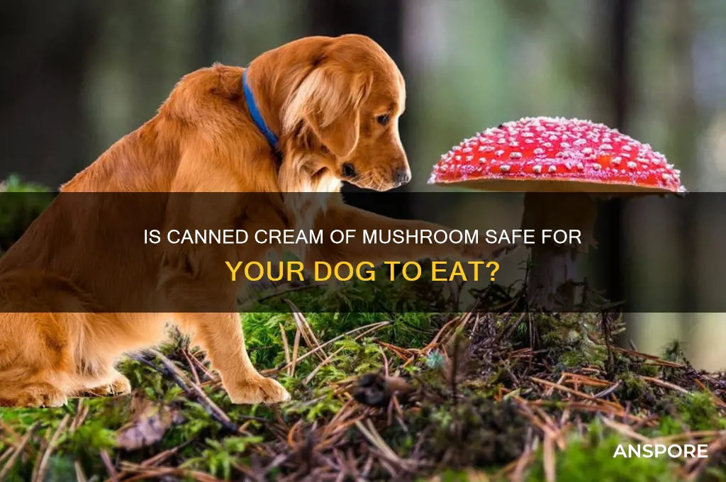 can you feed your dog canned cream of mushroom