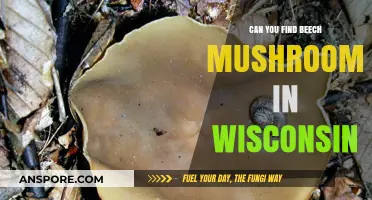 Exploring Wisconsin's Forests: Are Beech Mushrooms Hiding There?