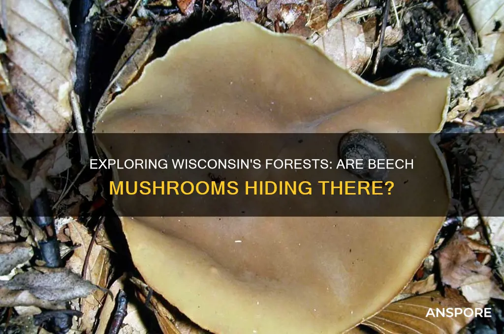 can you find beech mushrooms in wisconsin