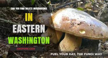Exploring Eastern Washington: Where to Find Bolete Mushrooms