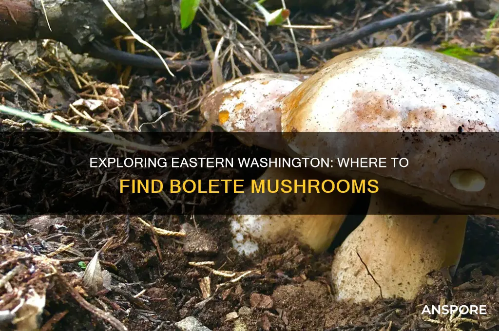 can you find bolete mushrooms in eastern washington