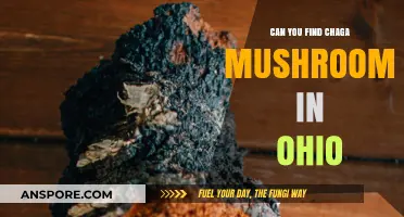 Discovering Chaga Mushrooms in Ohio: A Foraging Guide
