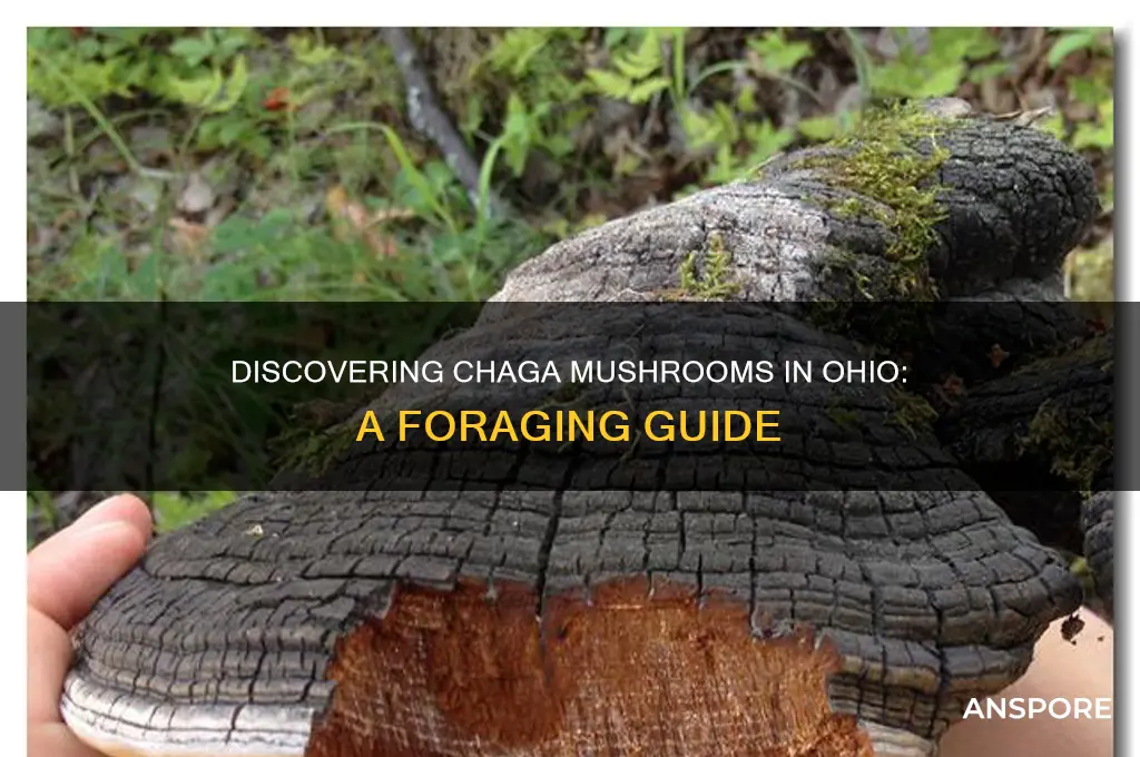 can you find chaga mushrooms in ohio