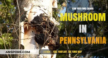 Discovering Chaga Mushrooms in Pennsylvania: A Foraging Guide