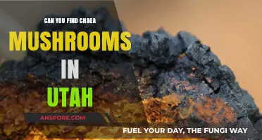Exploring Utah's Forests: Where to Find Chaga Mushrooms