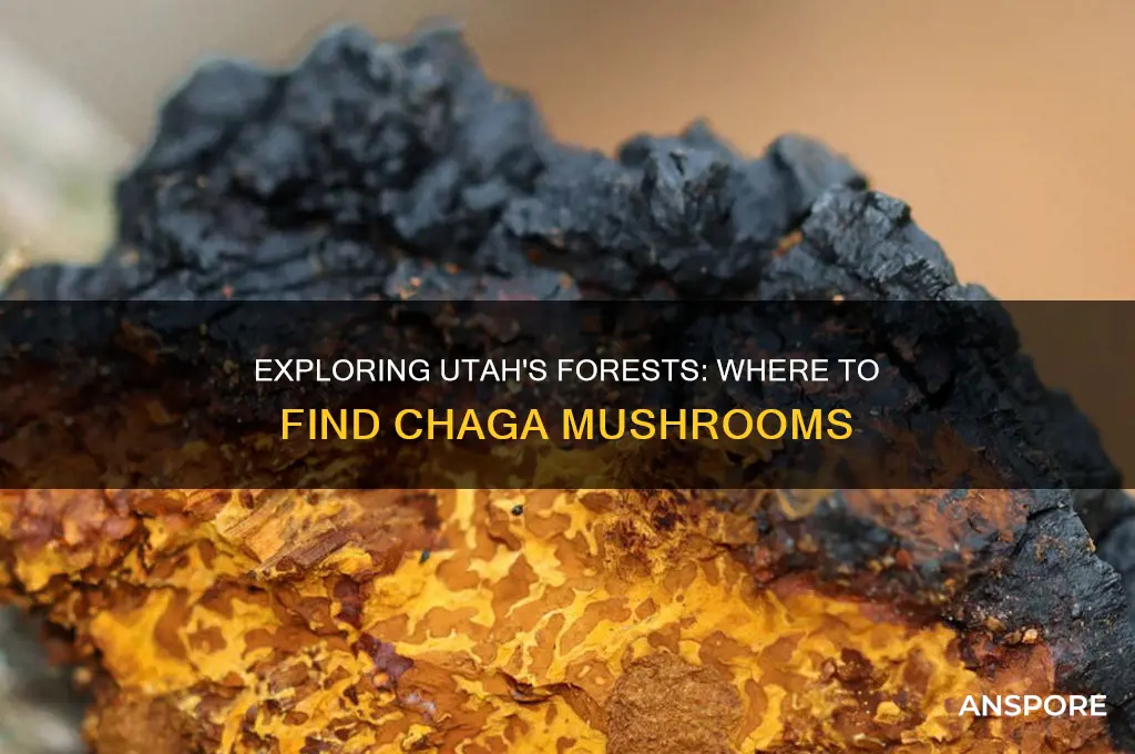 can you find chaga mushrooms in utah
